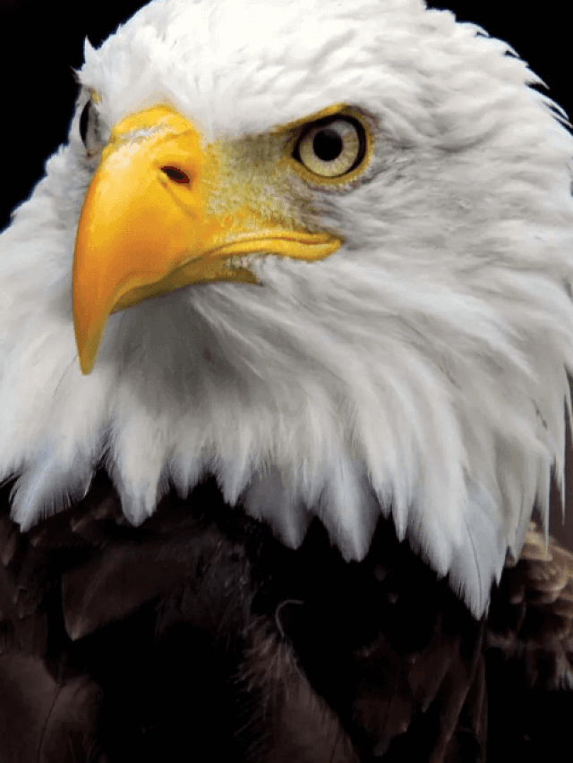 The Majestic Eagle: Nature’s Symbol of Strength and Freedom